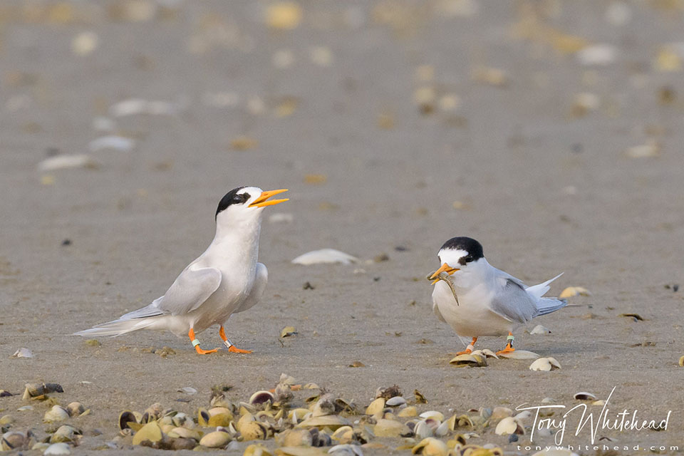 Photo showing a Fairy Tern standing tall after a successful feeding.