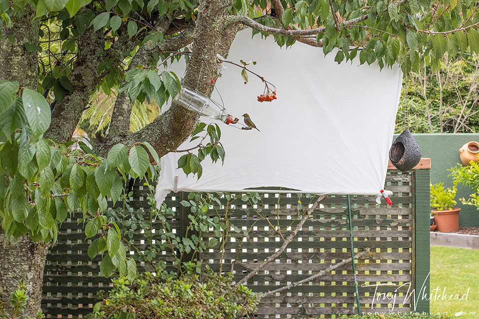 Photo showing a white background cloth hung behind the perch with lower edge weighted with an aluminium tube.