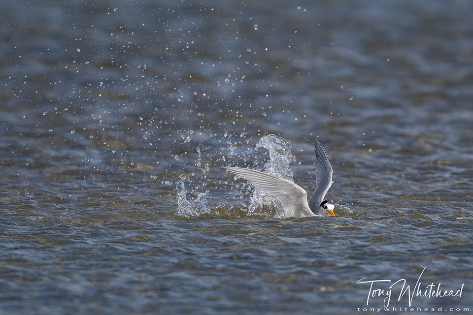 Photos showing a Fairy Tern emerging after a dive