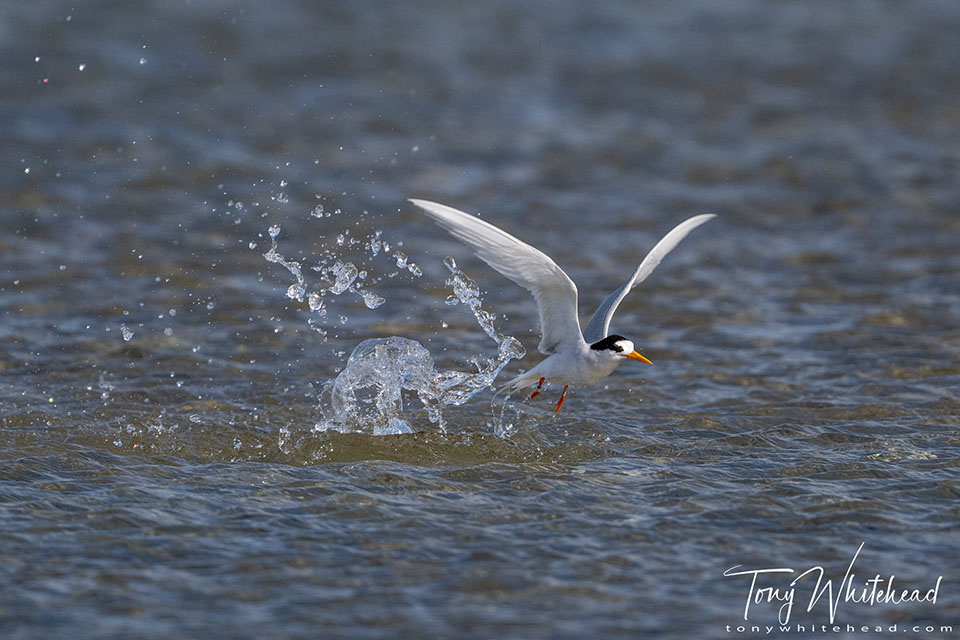Fairy Tern Splashdown