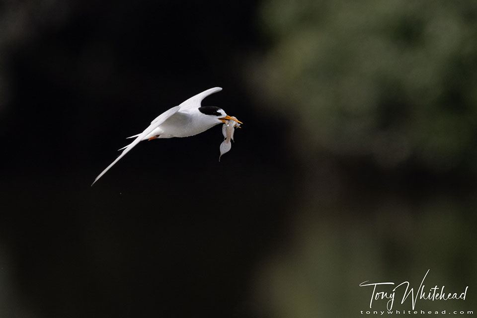 Photo showing a Fairy Tern heading back to the nest with a fish