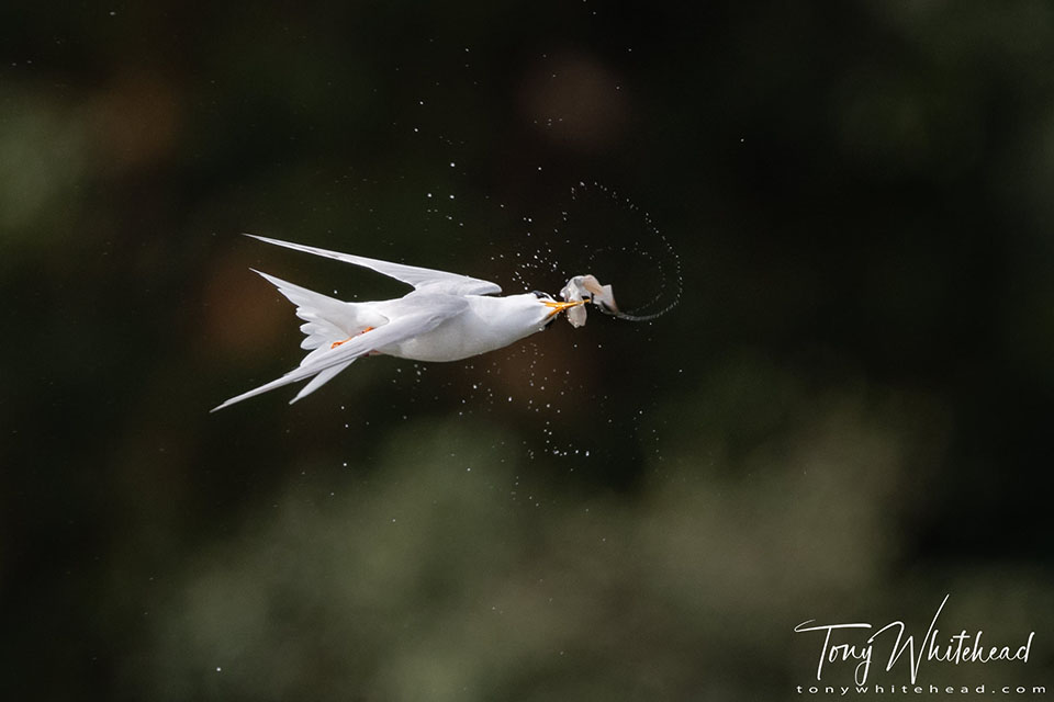 photo showing a Fairy Tern in flight subduing a captured fish