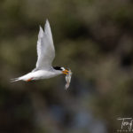 Fairy Tern Fishing Success