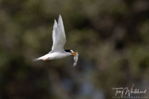 Fairy Tern Fishing Success