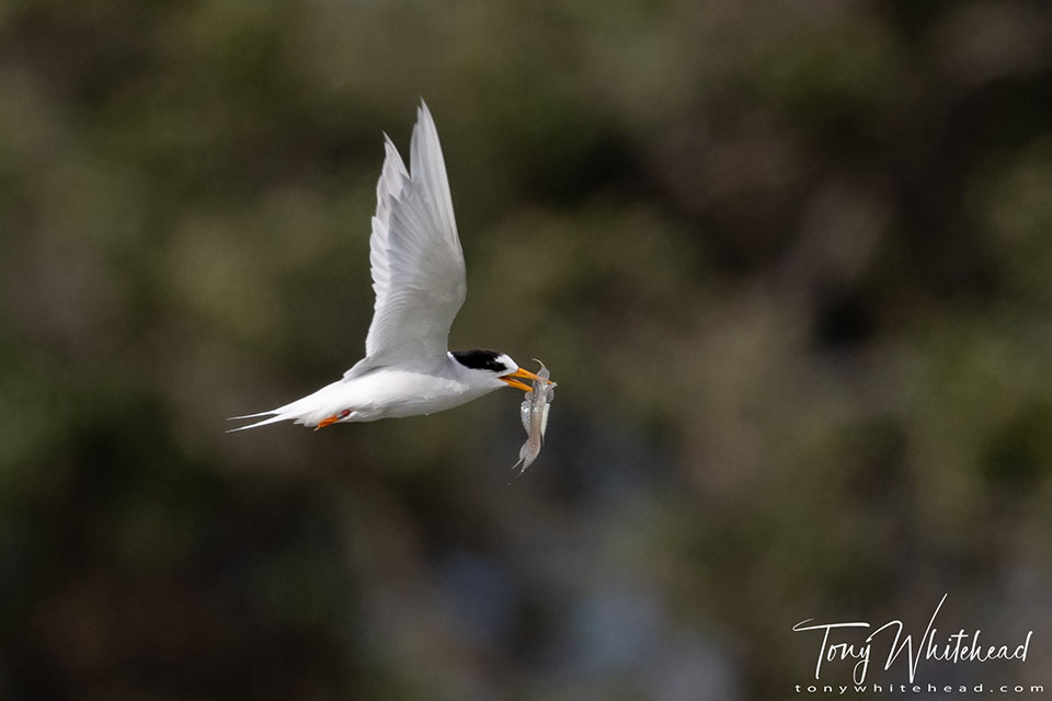 photo showing a Fairy Tern with a fish after a successful dive