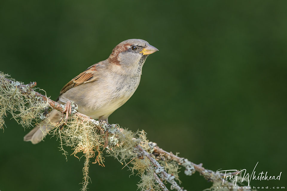 Photo showing a sparrow photographed from the Tragopan blind