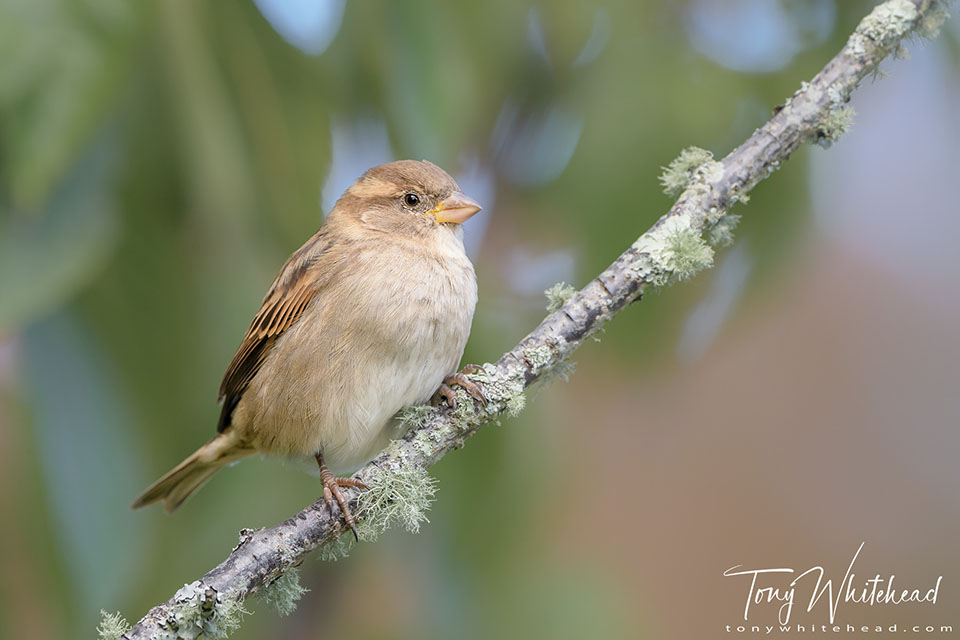 Photo showing a young House Sparrow perched in a tree after a feed of seed.