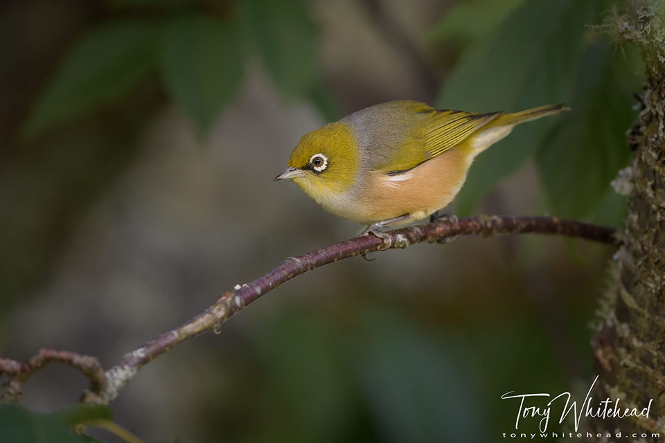 Photo showing a Silvereye staging on  a twig before dropping down to the nectar feeder.