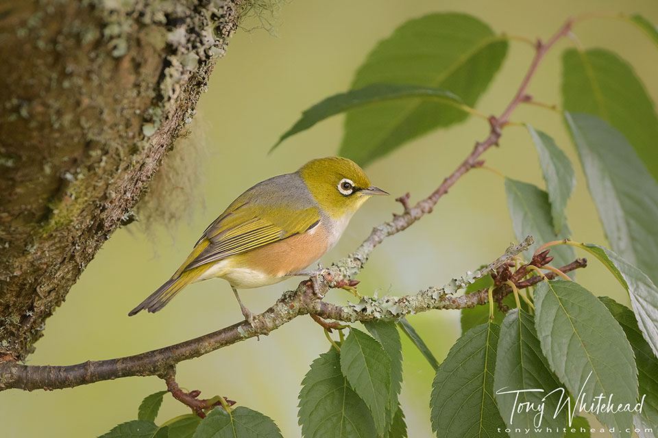 Photo showing a Silvereye photographed from my backyard bird hide