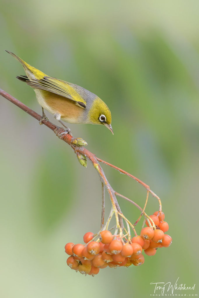 Photo showing a Silvereye against a green leaf and tree fern background