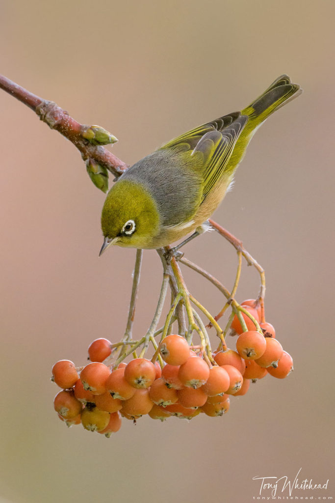 Photo showing a Silvereye with maple leaf background
