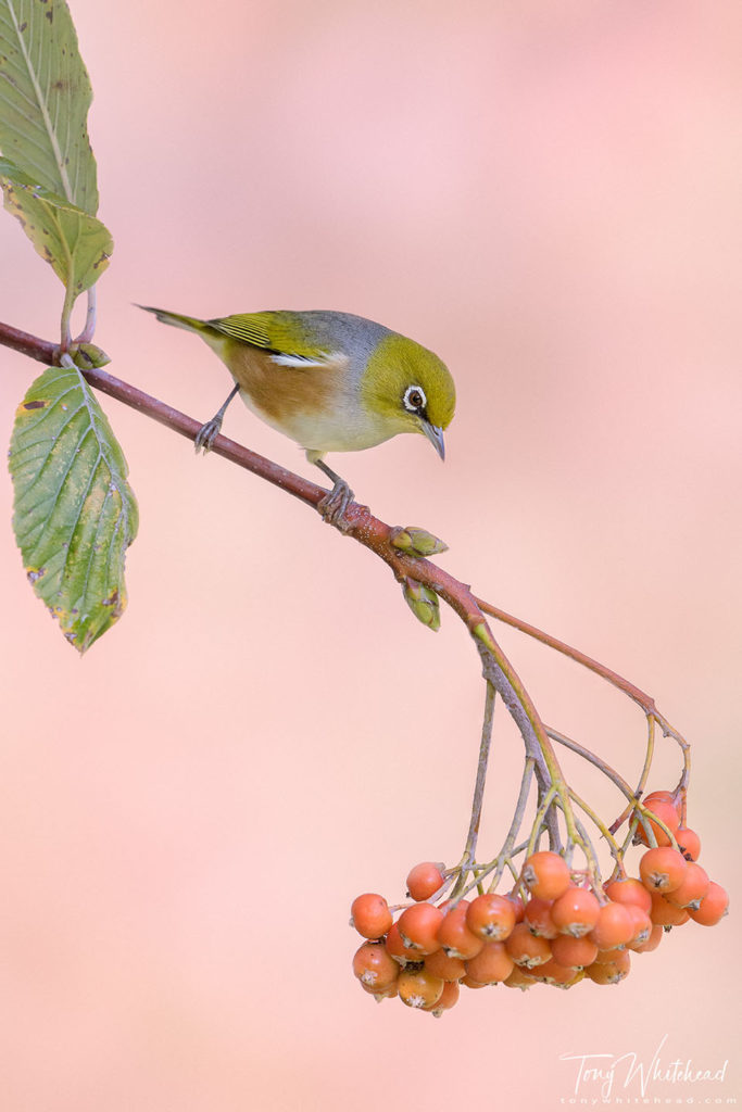 photo showing a Silvereye against a sunlit Maple tree background.