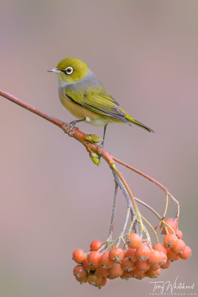 Photo of a Silvereye photographed in soft diffused light