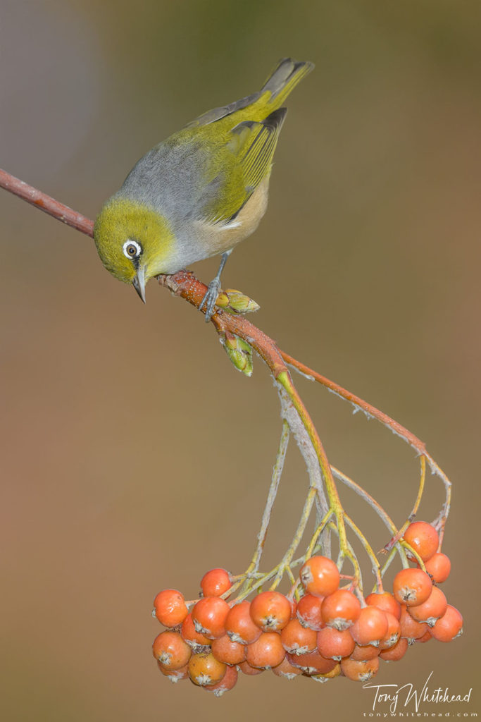 Photo showing a Silvereye photographed with -3 stops of fill flash