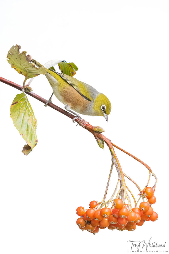 Photo showing Silvereye on white