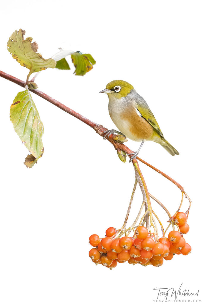 Photo showing a Silvereye