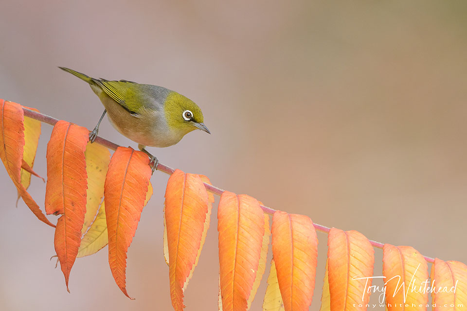 Photo showing a Silvereye perched on a leaf with bright orange autumn tones
