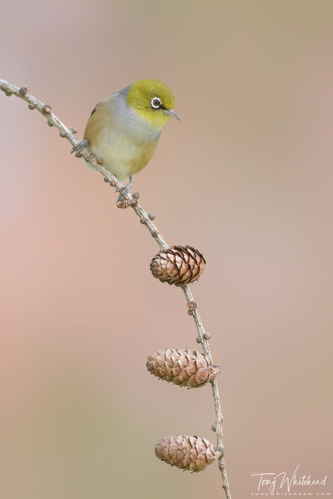 Photo showing a Silvereye perched on a drooping Larch twig with cones