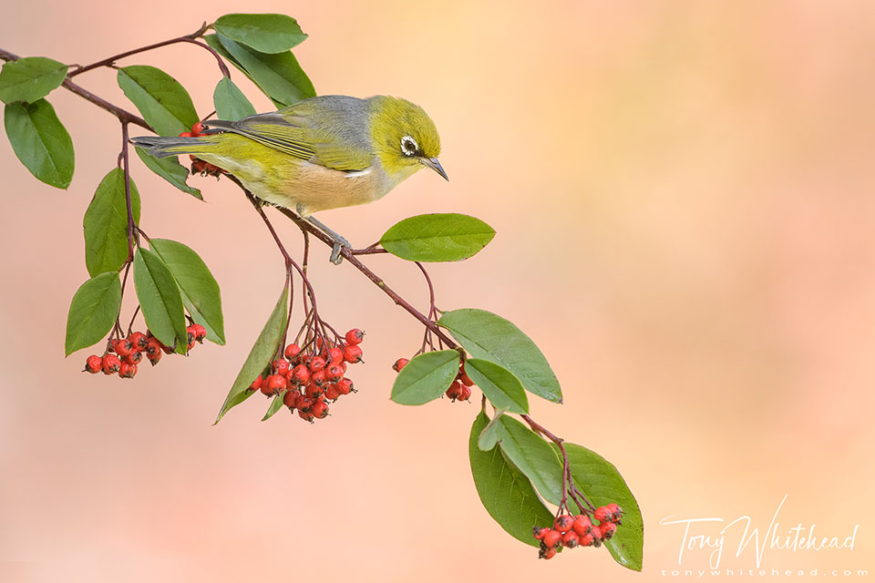 photo showing a Silvereye perched on a twig with bright red berries