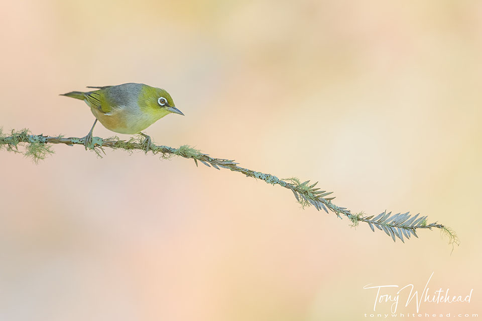 Photo showing a Silvereye on a lichen encrusted Redwood twig