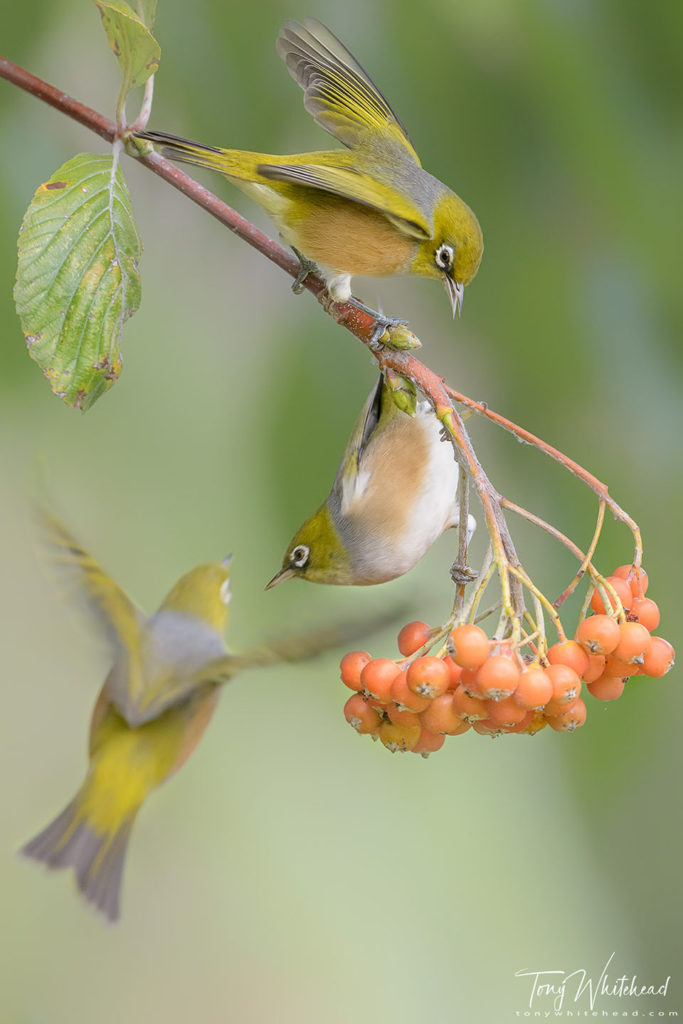 Photo showing Silvereyes queueing for the nectar feeder