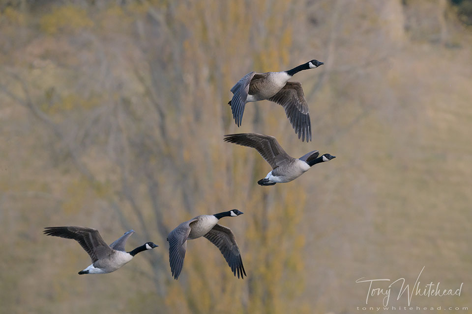 Photo showing Canada Geese flying in front of autumnal tones a of Lombardy Poplar