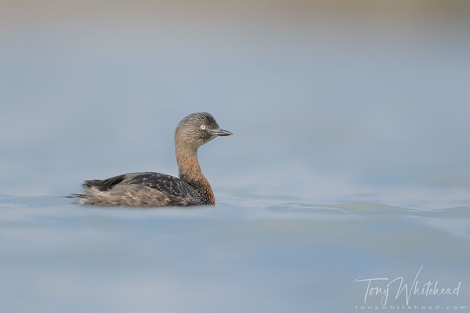 Photo of a NZ Dabchick