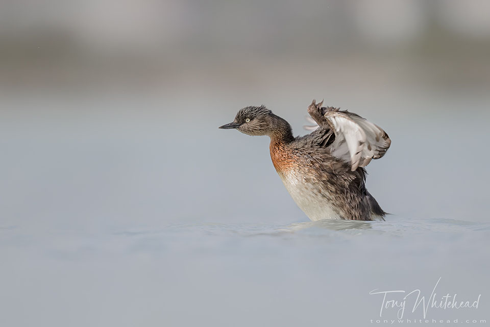 Photo of a NZ Dabchick wingflap after preening