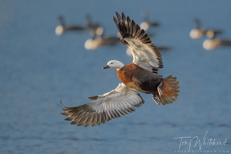 Photo of a Paradise Duck coming in to land.