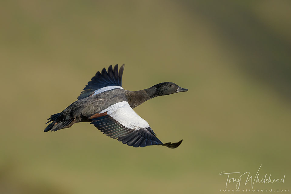 Photo of a Paradise Drake in flight