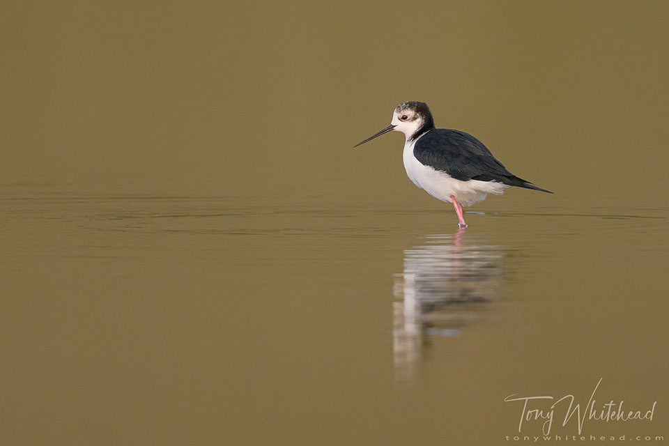 Photo showing a Pied Stilt in the still water at the lake margin