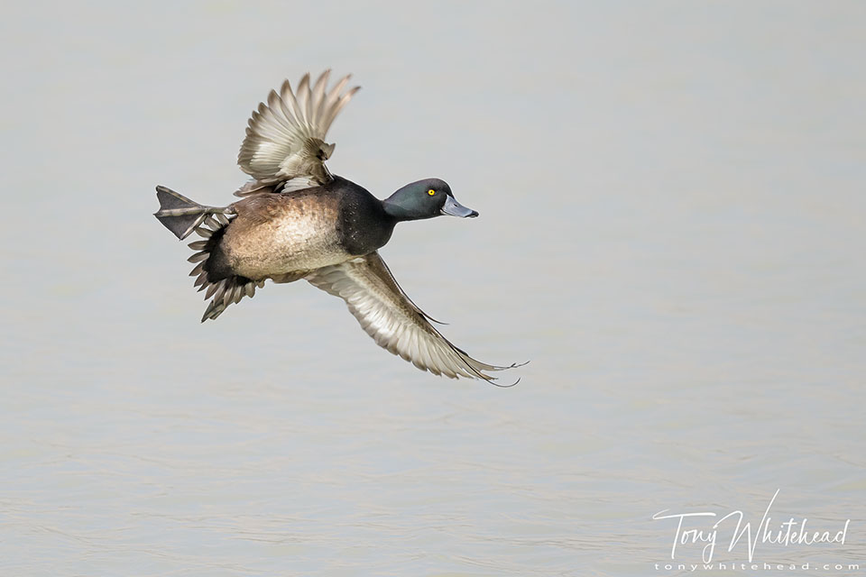 Photo showing a male Scaup coming into land