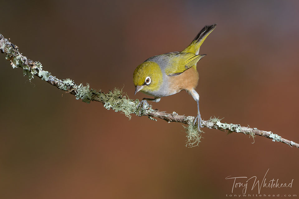 Photo showing a Silvereye photographed with one remote off camera flash