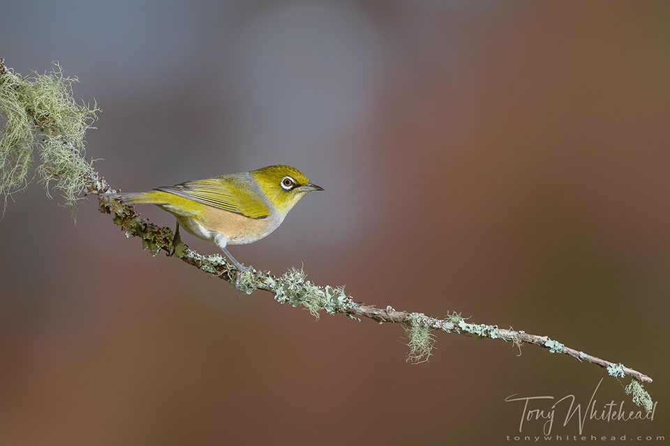 Photo showing that in a different pose a single flash lights the bird well