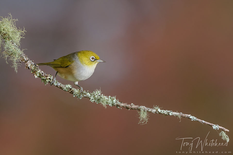 Photo showing that bird pose influences success of image using single off camera flash. In this pose a large part of the bird is in shadow