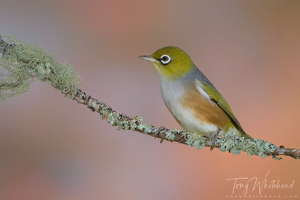 Photo showing Silvereye photographed with dual flash. Main light from the right, 50% fill from the left.
