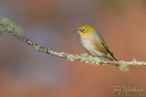 Backyard Bird Hide – Multiple Remote Flash