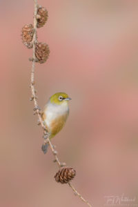 Backyard Bird Hide – Playing with Perches