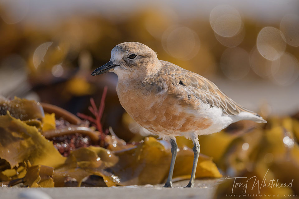 Photo of a New Zealand Dotterel