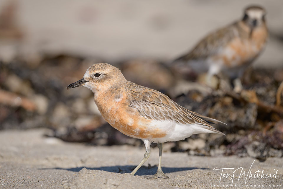 Photo of a pair of New Zealand Dotterels on the main beach, Mount Maunganui