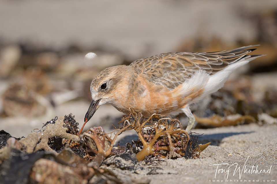 photo of a New Zealand Dotterel foraging for marine worms in kelp debris