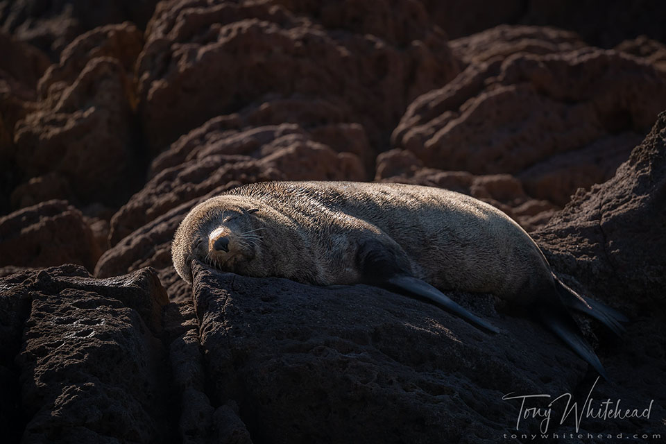 Photo of a New Zealand Fur Seal resting on the rocks