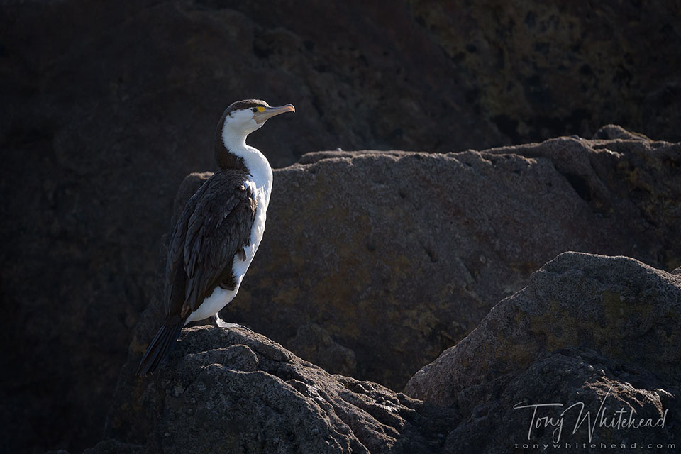 Photo of a Pied Shag