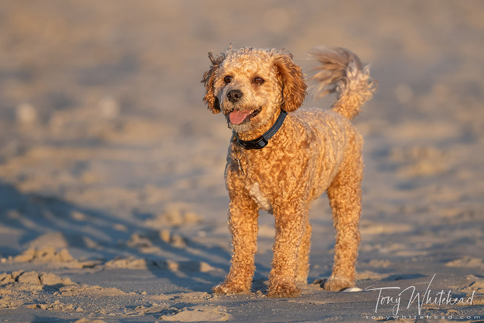 Photo of a dog waiting for a ball to be thrown on the beach