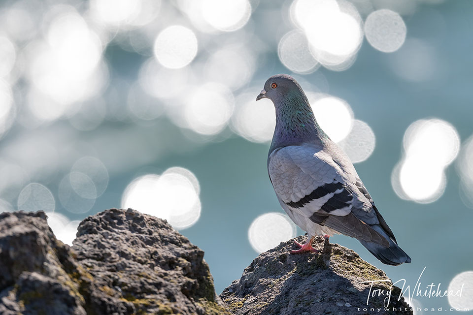 photo of a Rock Pigeon on the rocks around Mount Maunganui