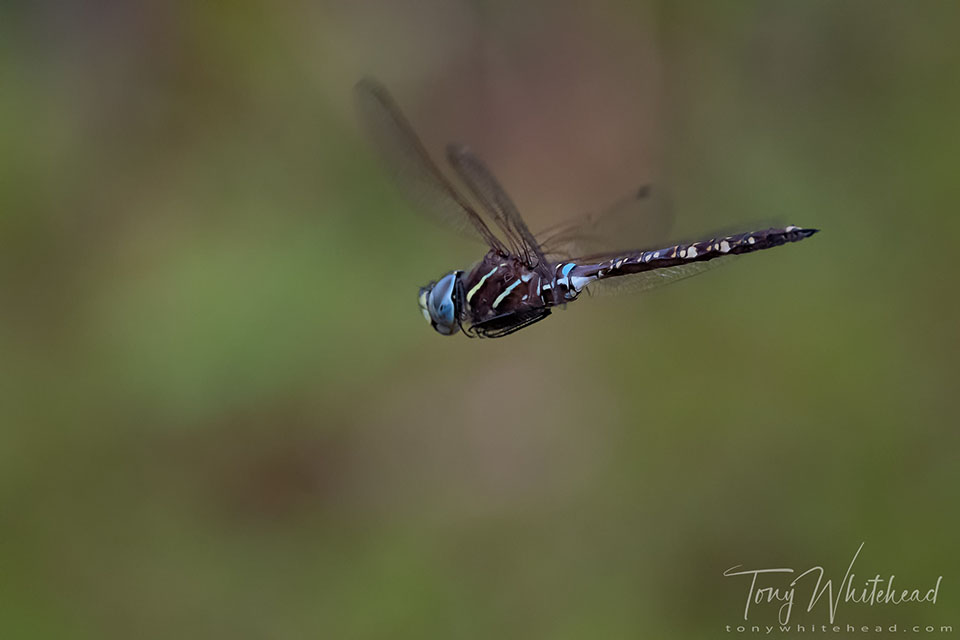 Photo of a Lancer Dragonfly in flight