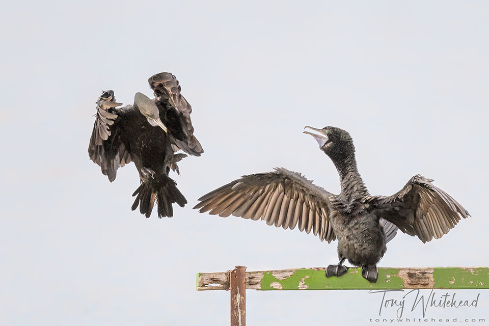 Photos of Little Black Shags landing interaction 