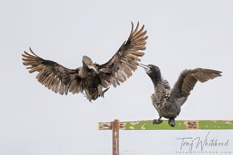 Little Black Shags at Okareka