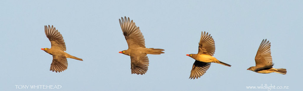 Photo of a flight of Red-billed Oxpeckers