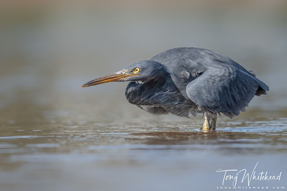 Photo showing a Reef Heron hunting along the edge of the beach